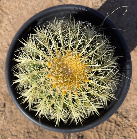 Golden Barrel Cactus