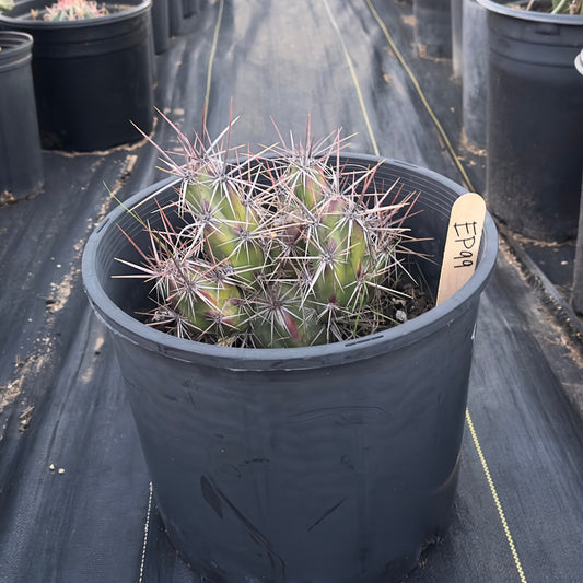 Opuntia invicta EP99 | Club Cholla