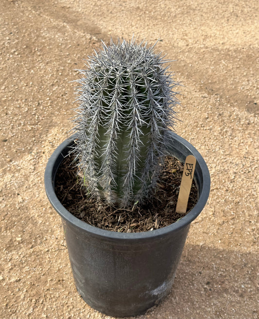 Saguaro - Carnegiea gigantea EP5