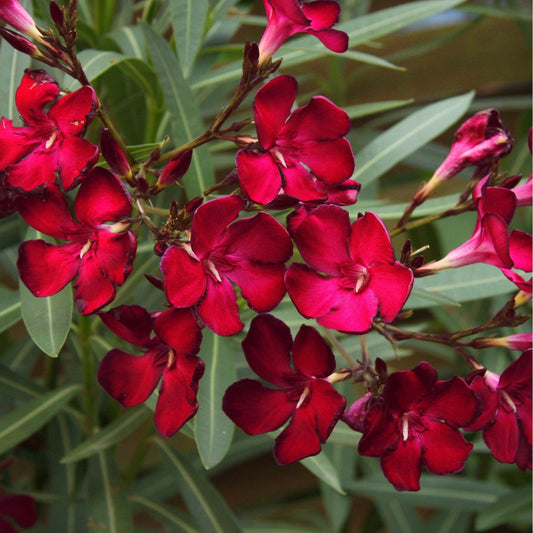 1gal 'Hardy Red' Oleander | Nerium oleander