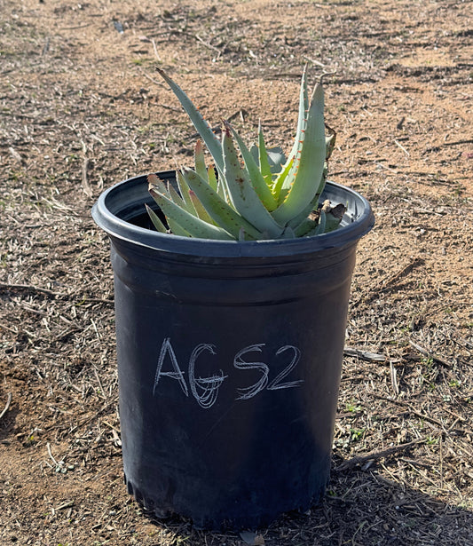 Aloe glauca ssp. spinosior AGS2