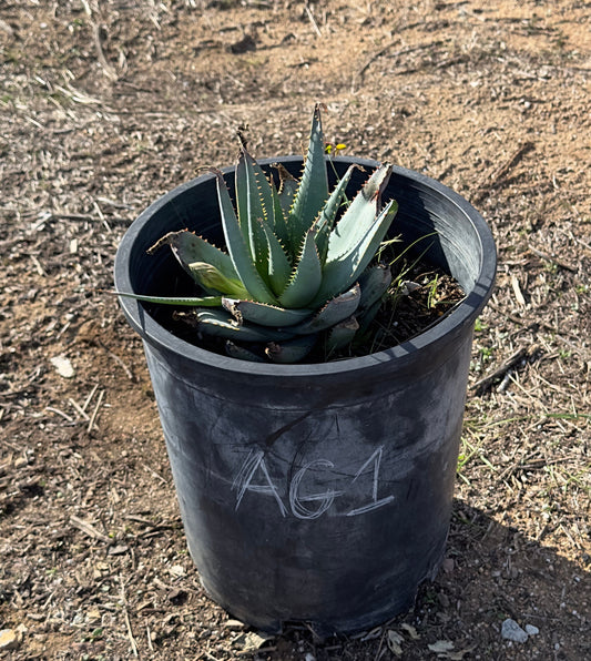 Aloe glauca (AG1)