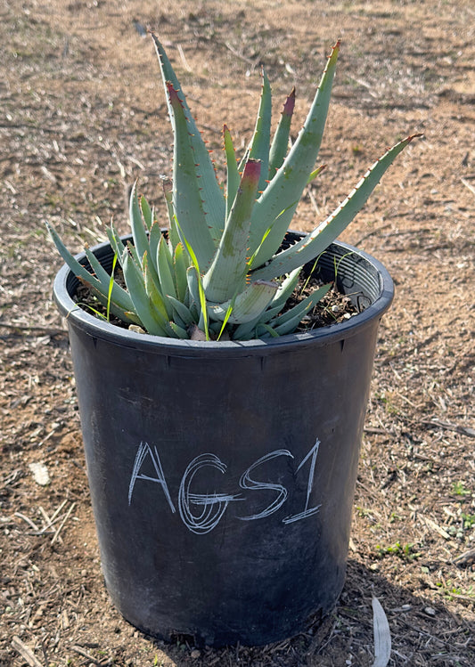 Aloe glauca ssp. spinosior (AGS1)
