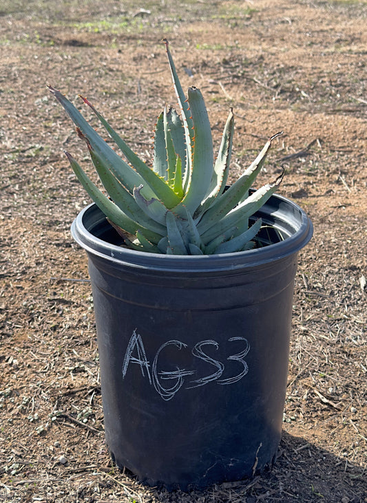 Aloe glauca ssp. spinosior (AGS3)