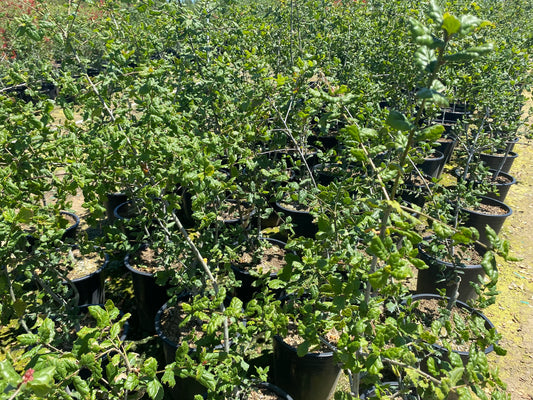 5gal Coast live Oak | Quercus agrifolia