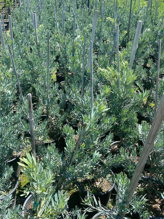 5gal Podocarpus 'Icee blue' | Podocarpus elongatus