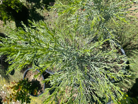 5gal Desert Broom | Baccharis sarathroides