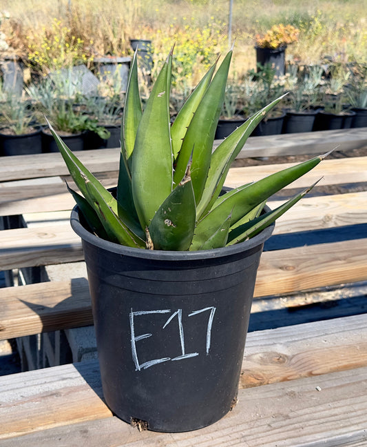 Agave triangularis - E17
