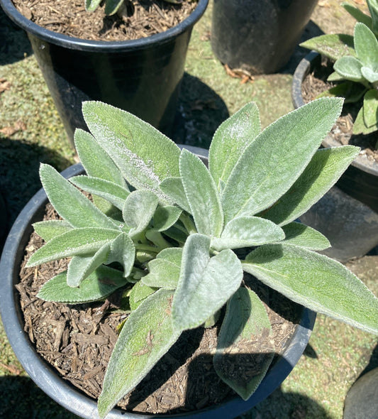 5gal Lambs Ear | Stachys byzantina