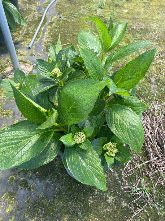 5gal Pink Hydrangea