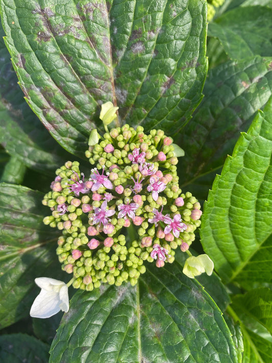 5gal Pink Hydrangea