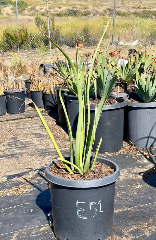 Furcraea macdougalii - E51