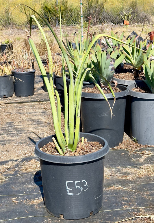 Furcraea macdougalii - E53