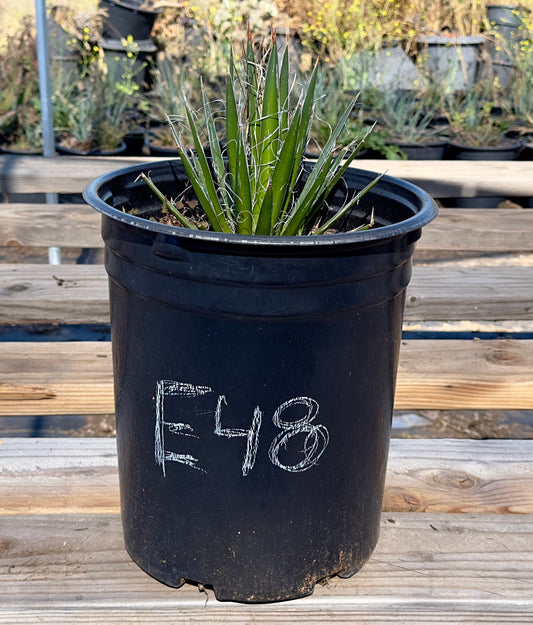 Agave schidigera - E48