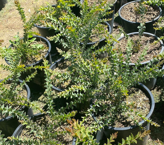 5gal Knife Acacia | Acacia cultiformis