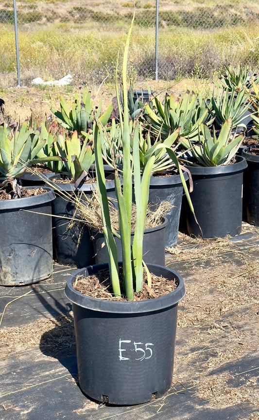 Furcraea macdougalii - E55