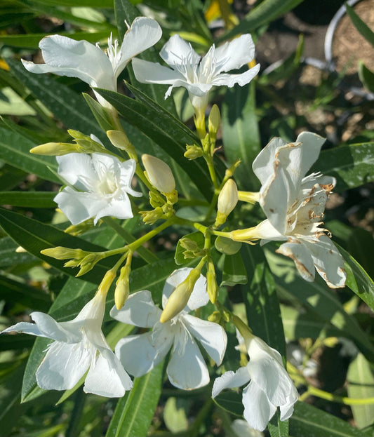 1gal White Oleander | Nerium oleander