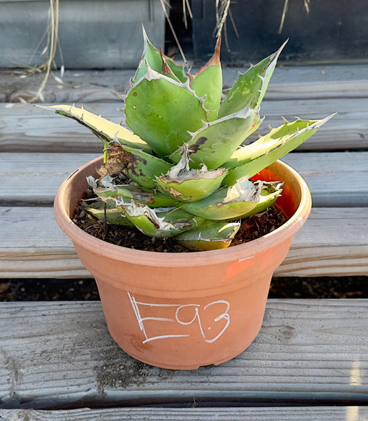 Agave titanota - E93