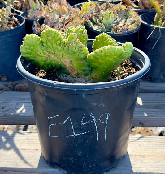 Crested Eve's Needle Cactus - Austrocylindropuntia subulata cristata E149