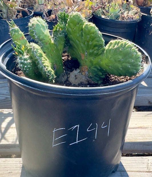 Crested Eve's Needle Cactus - Austrocylindropuntia subulata cristata E144