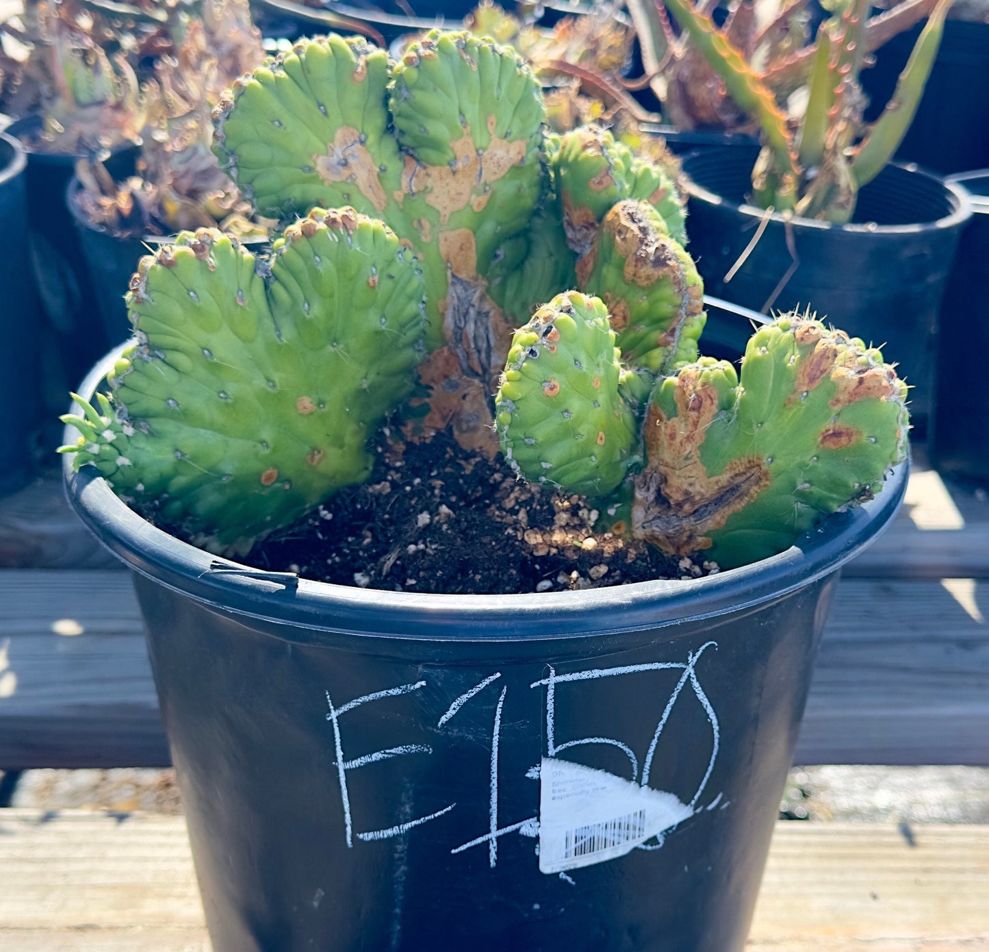 Crested Eve's Needle Cactus - Austrocylindropuntia subulata cristata E150