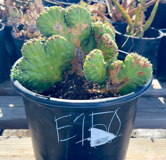 Crested Eve's Needle Cactus - Austrocylindropuntia subulata cristata E150