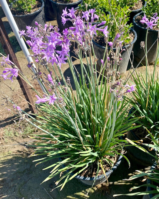 5gal Society Garlic | Tulbaghia violacea