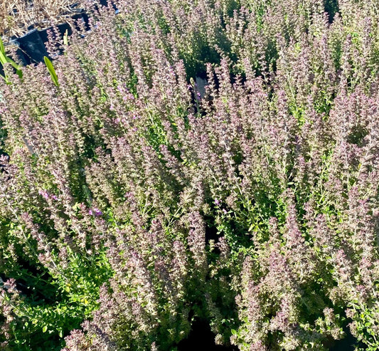 5gal Wall Germander | Teucrium chamaedrys