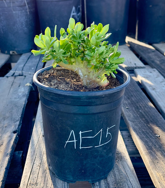 Crested Sedum Praealtum - AE15