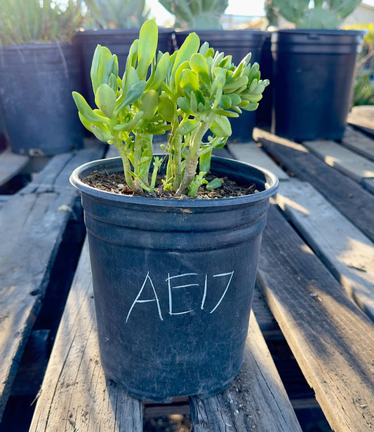 Crested Sedum Praealtum - AE17