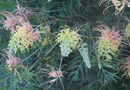 Grevillea 'Peaches and Cream' - 5 Gallon (GN)