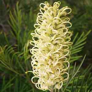 Grevillea 'Moonlight' - 5 Gallon (GN)