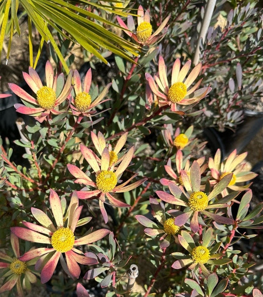 Leucadendron ‘Hawaii Magic’ - 5 Gallon (GN)