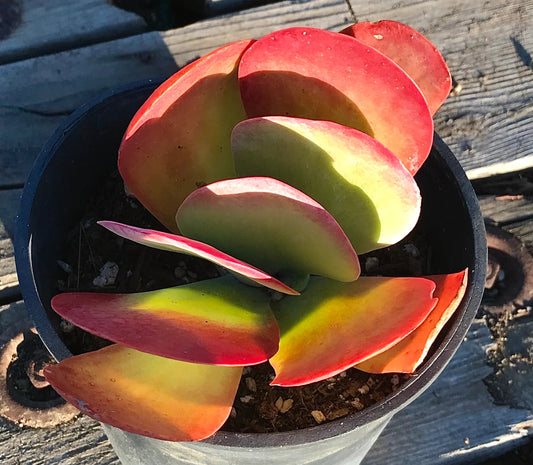 Flapjack Plant | Kalanchoe luciae 3g