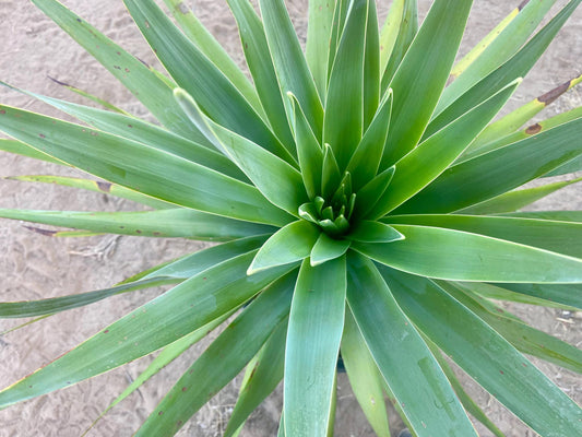 Dracaena draco - Dragon blood tree - 15 Gallon Size