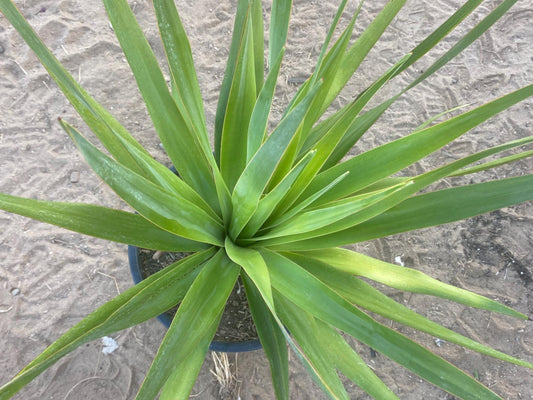 Dracaena draco - Dragon blood tree - 5 gallon size