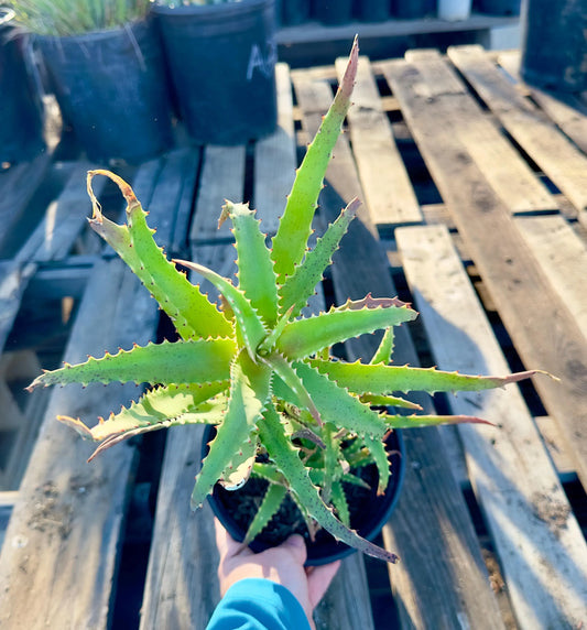 Aloe AE21
