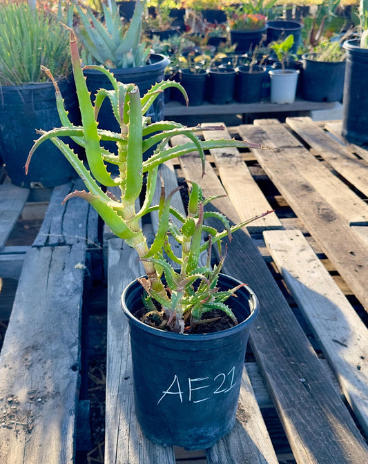 Aloe AE21