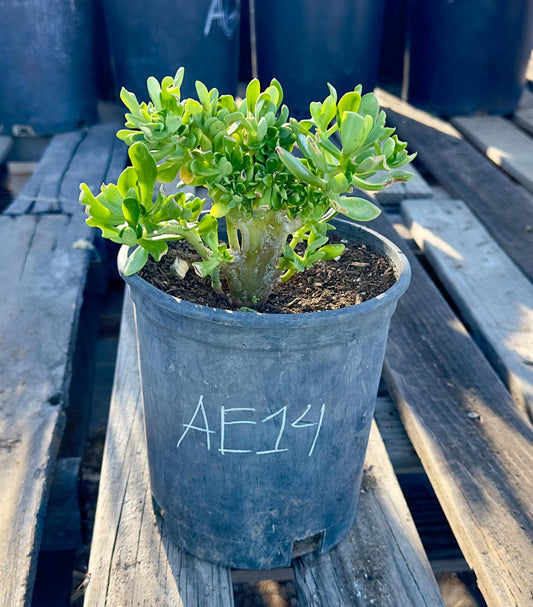 Crested Sedum Praealtum - AE14