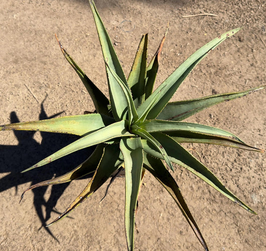 Aloe 'Hercules' 3g