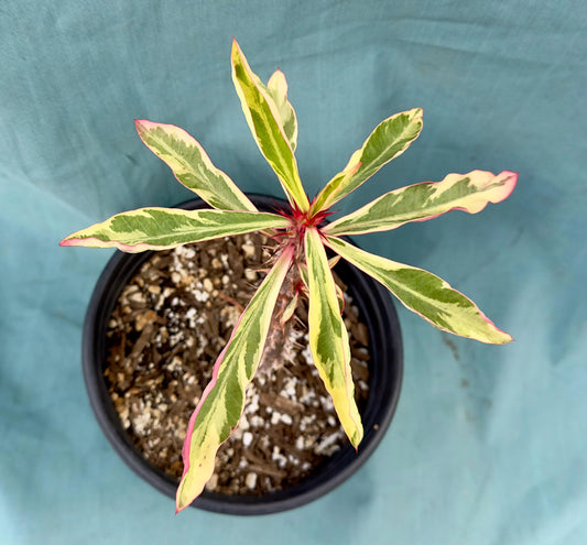 Euphorbia Milii - Crown of Thorns variegated -'Fireworks' AE33
