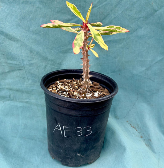 Euphorbia Milii - Crown of Thorns variegated -'Fireworks' AE33