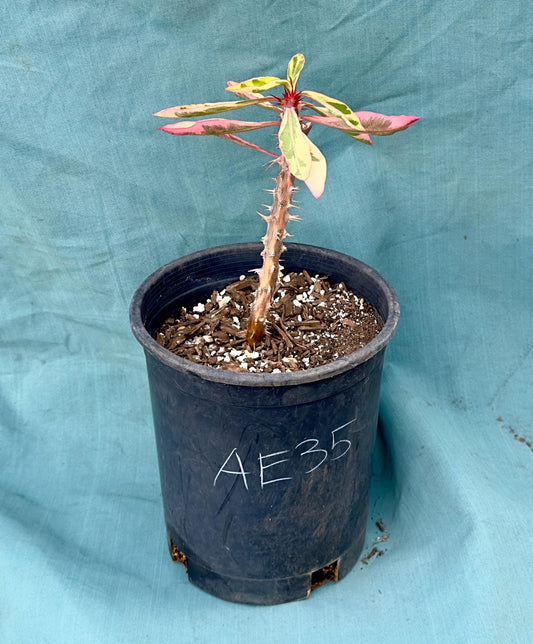 Euphorbia Milii - Crown of Thorns variegated -'Fireworks' AE35