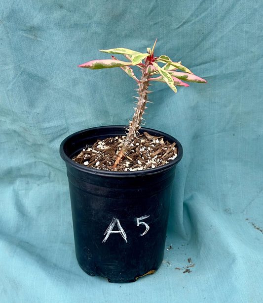Euphorbia Milii - Crown of Thorns variegated -'Fireworks' A5