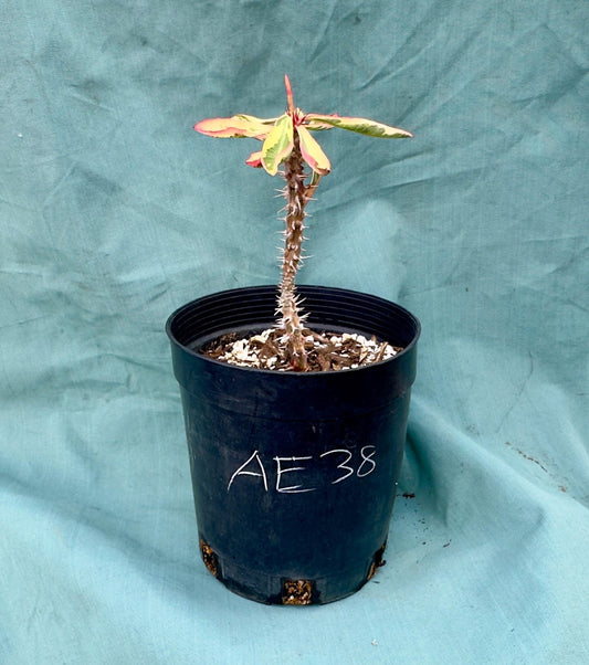 Euphorbia Milii - Crown of Thorns variegated -'Fireworks' AE38