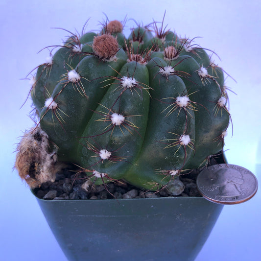 4-inch Notocactus militaris | Parodia ottonis