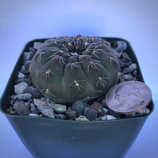 4-inch Gymnocalycium schreiteri