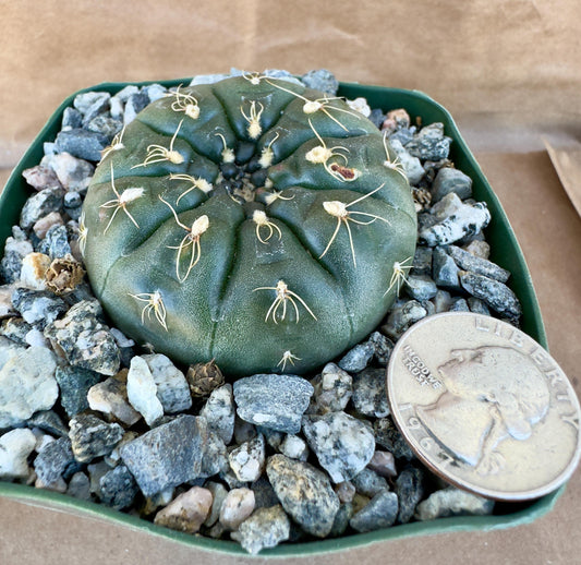 4-inch Gymnocalycium schreiteri E1