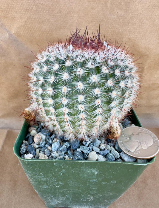 4-inch Notocactus scopa var. murielii