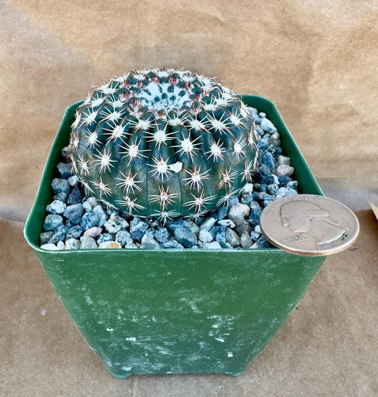 4-inch Notocactus ritterianaus | Parodia mammulosa E1